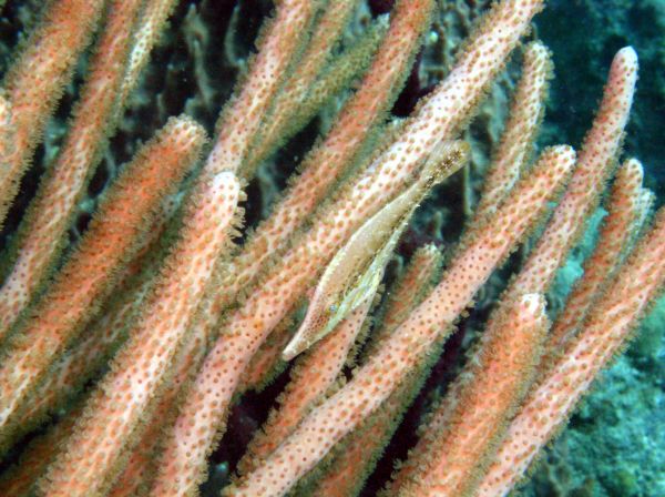Poisson lime elance  Monacanthus tuckeri